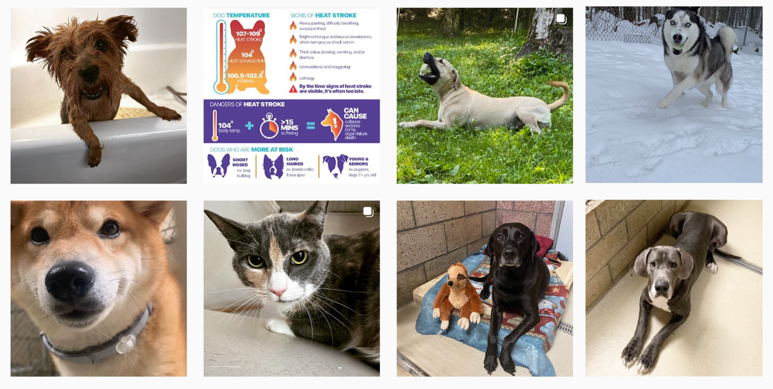 Cassio Pet Resort & Training Center Cassio Pet Resort & Training