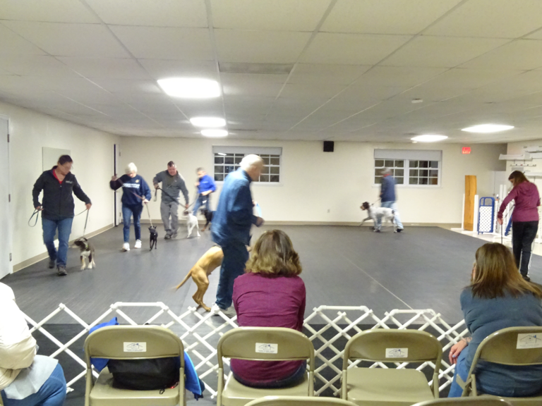 Dog Training, Conformation & Water Sports Cassio Pet Resort