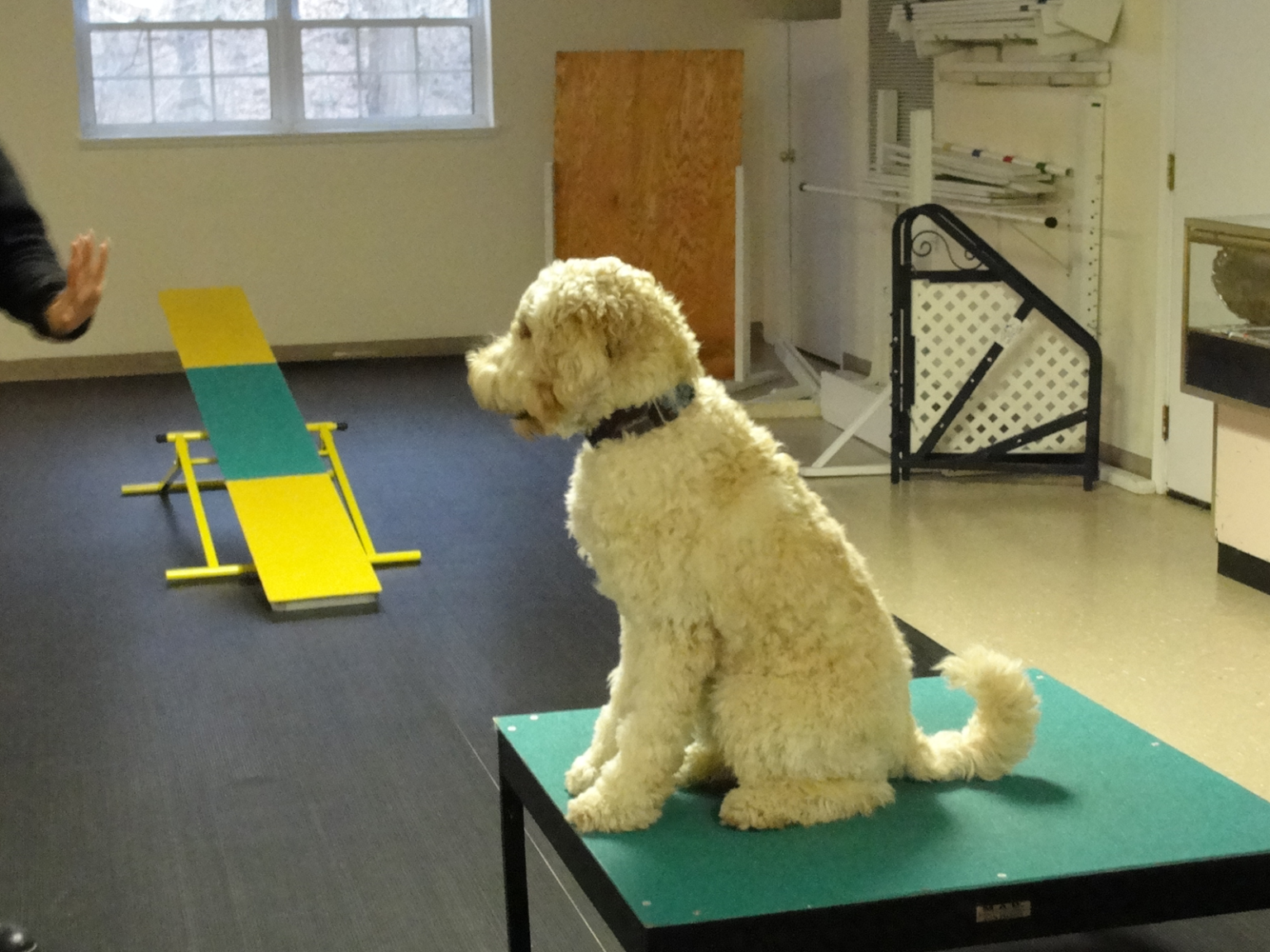 Dog Training, Conformation & Water Sports Cassio Pet Resort