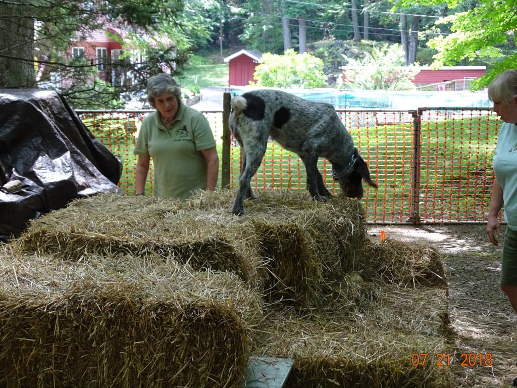 Fun Activities Cassio Pet Resort & Training Center